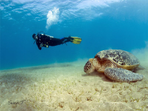 Turtle & Pili by Sven Tramaux 